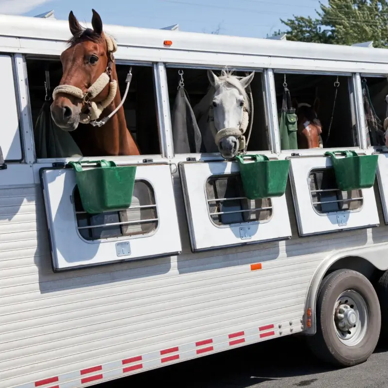 Caballo siendo cargado en remolque para transporte equino profesional