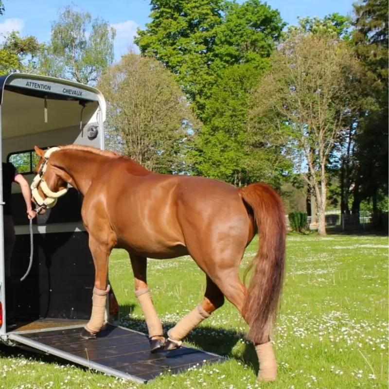 Plataforma de carga con medidas de seguridad para équidos